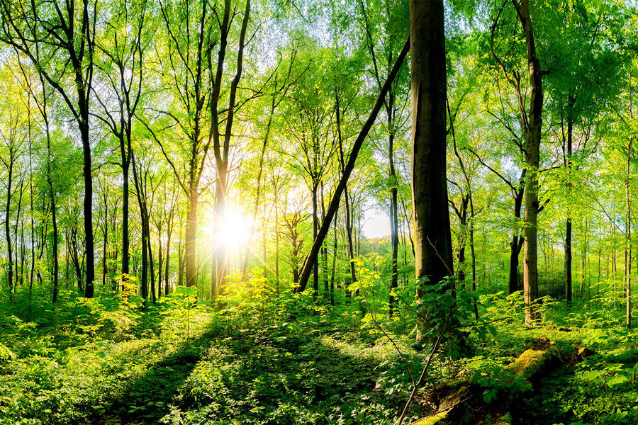 Reflexa Nachhaltigkeit Wald